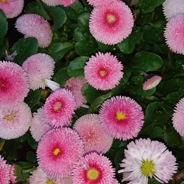 Gotta love #springtime lots of #flowers and