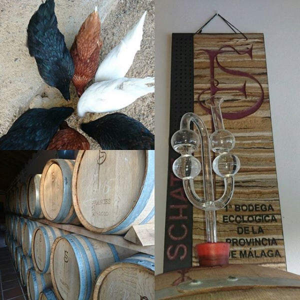 TLTV at Bodega Schatz in Ronda