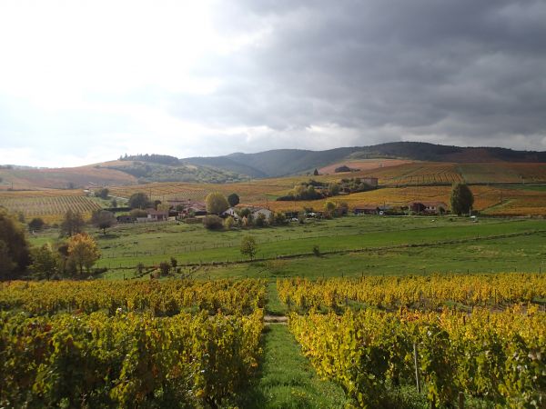 Terroir