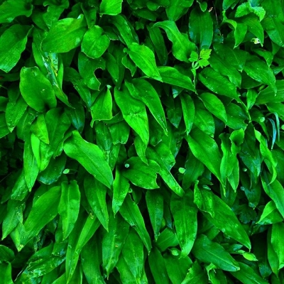 Wild garlic season #B&auml;rlauch #bern #wildgarlic