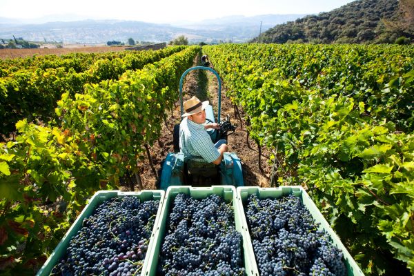 Bodega F. Schatz