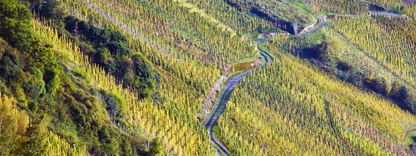 Weingut Vollenweider