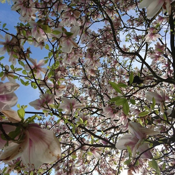 Flower power #spring #traubenliebe #spring