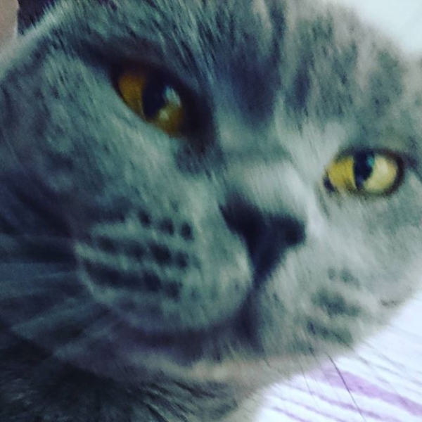 Meet the cat from.... #cat #wtf