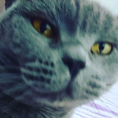 Meet the cat from.... #cat #wtf