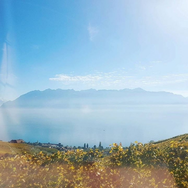 #lavaux #traubenliebe #excited #