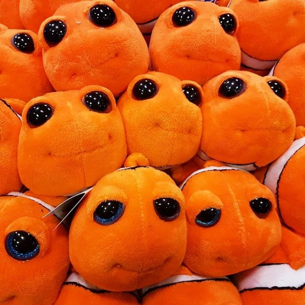 Found nemo and family ??
