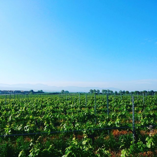 Moin moin lovely vines time to wake up