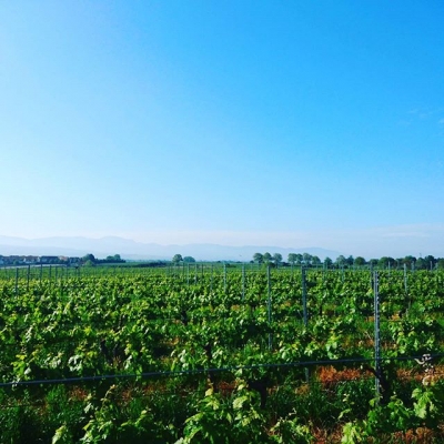 Moin moin lovely vines time to wake up