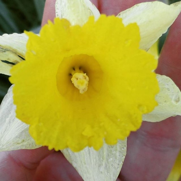 Better one flower in the hand than 100 in the