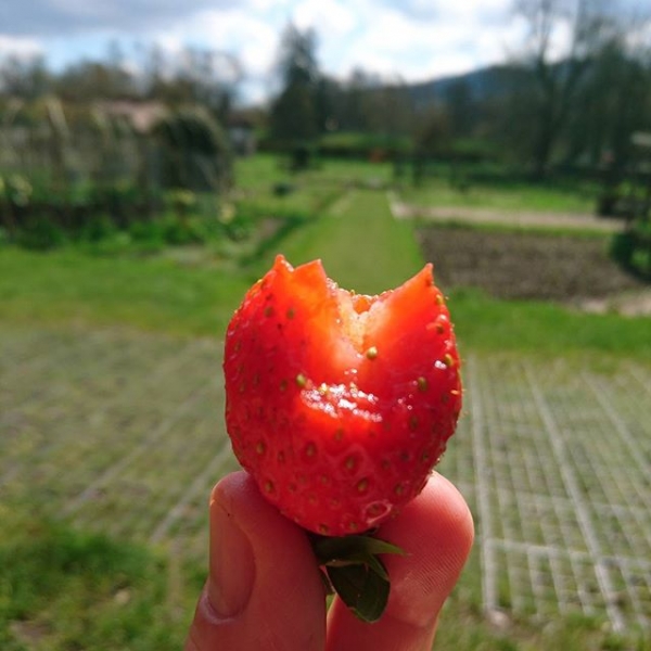 A bite of summer in the springtime #wine #wein