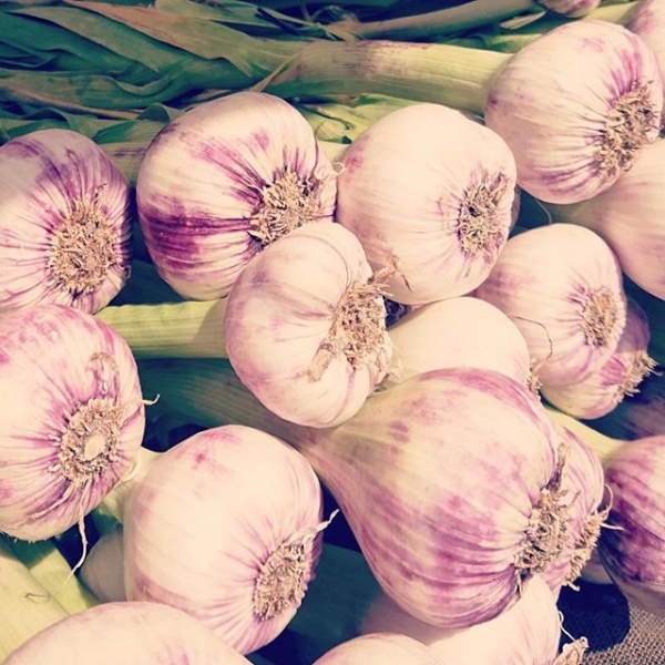 Garliczilla huge massive tasty #provence #garlic