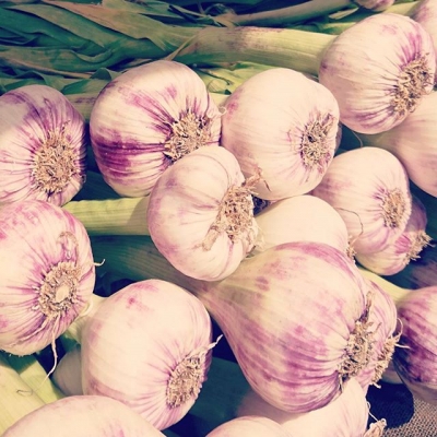 Garliczilla huge massive tasty #provence #garlic