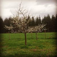 Springtime