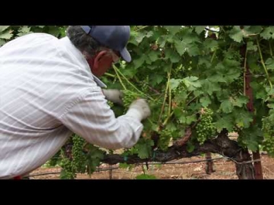 Leaf pulling: preparing our grapevines for ripening (The Journey Blog 8.10.10)